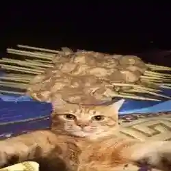 محمد 
