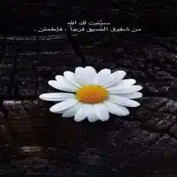 عموري 