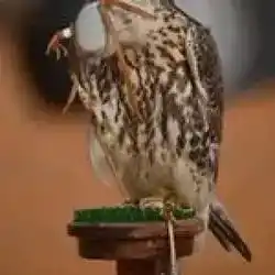 سوالف