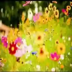 سحابه
