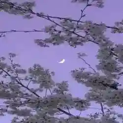 فاطمة