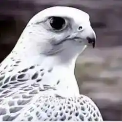 هنوي