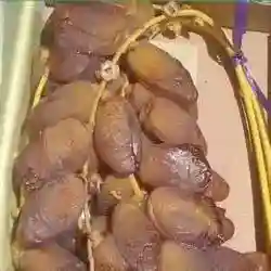معتز