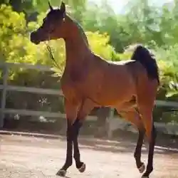 حمد
