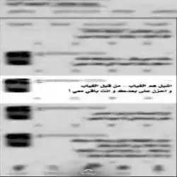 دودي