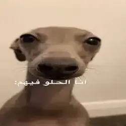 لوتس 