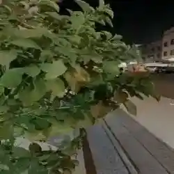 البلسم الشافي