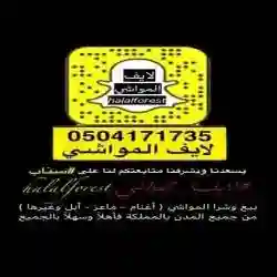 لايف المواشي