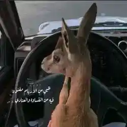 ولد زايد