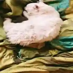 ابي دبه 