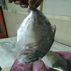 نواف