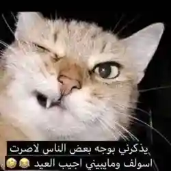 تعارف بنات 