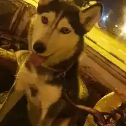 صبي عمرين✪