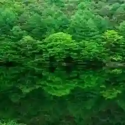 زومنسي