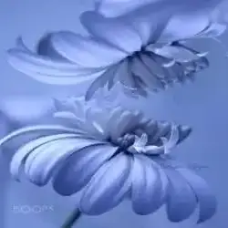 عبداللطيف 