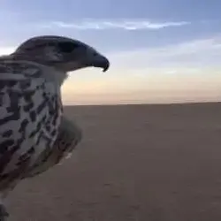Abdulla 