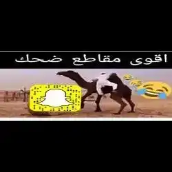 مزيونه