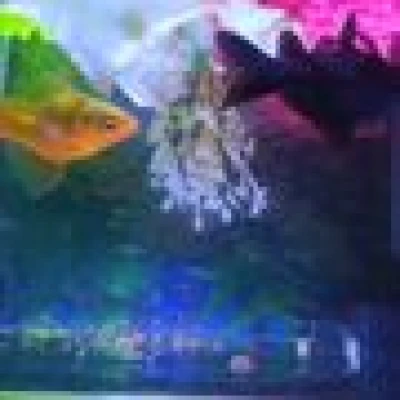 nxi30648