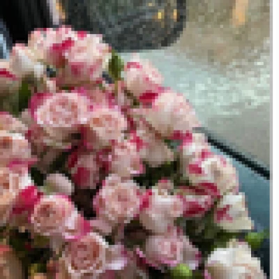 رهف 